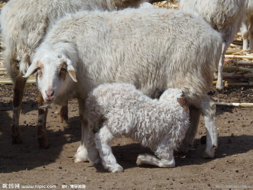 海南黑山羊，2-3个月的乳羊 海口-食品商务网