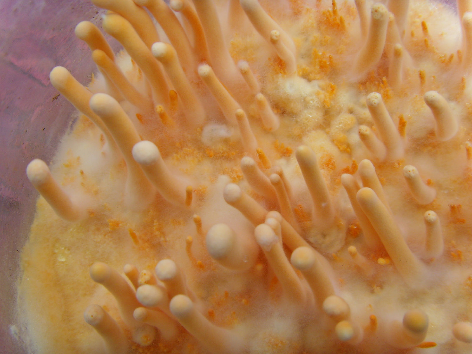 *暗褐丝膜菌(宁夏新记录种)-贺兰山真菌-图片