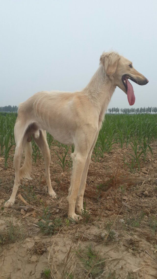山东细犬图册_360百科