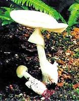 鳞柄白毒伞_360百科