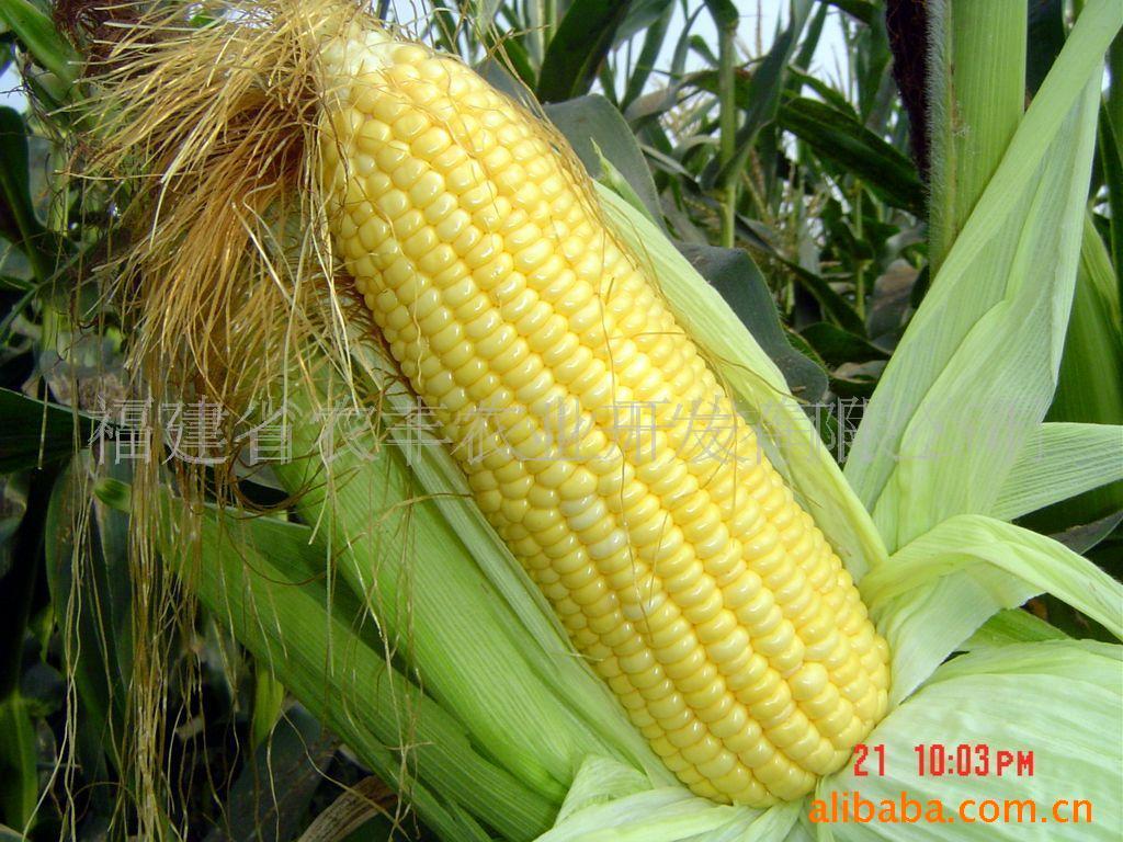 自家种的玉米图片,种植玉米的图片大全,农村玉米图片大全(第10页)_大山谷图库