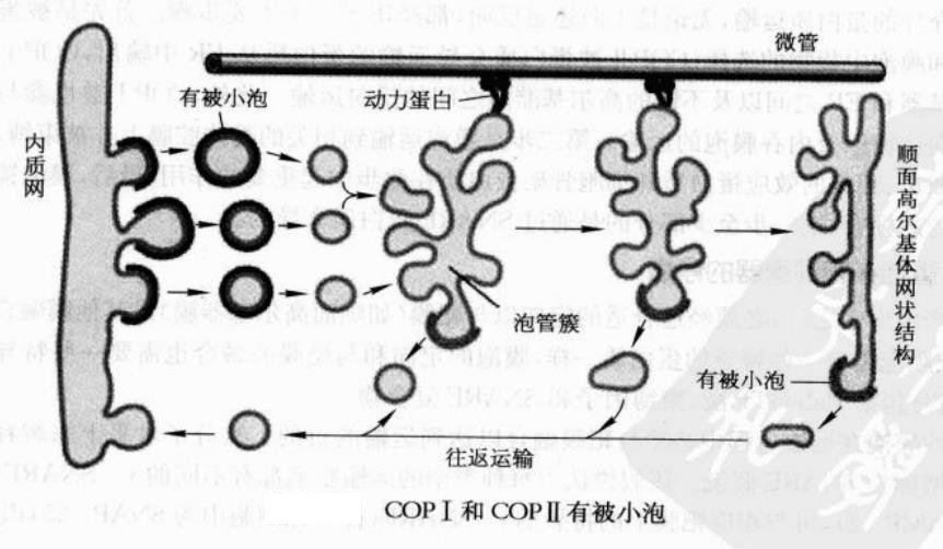 囊泡转运_360百科