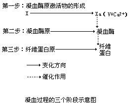 凝血系统_360百科