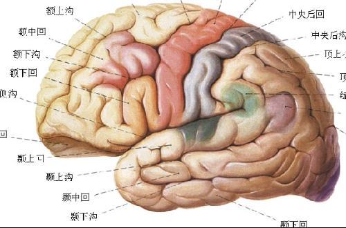 正能量吃瓜网友科普：揭示脑回路是什么意思与思维的秘密