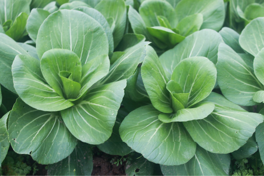 小白菜(学名:普通白菜)