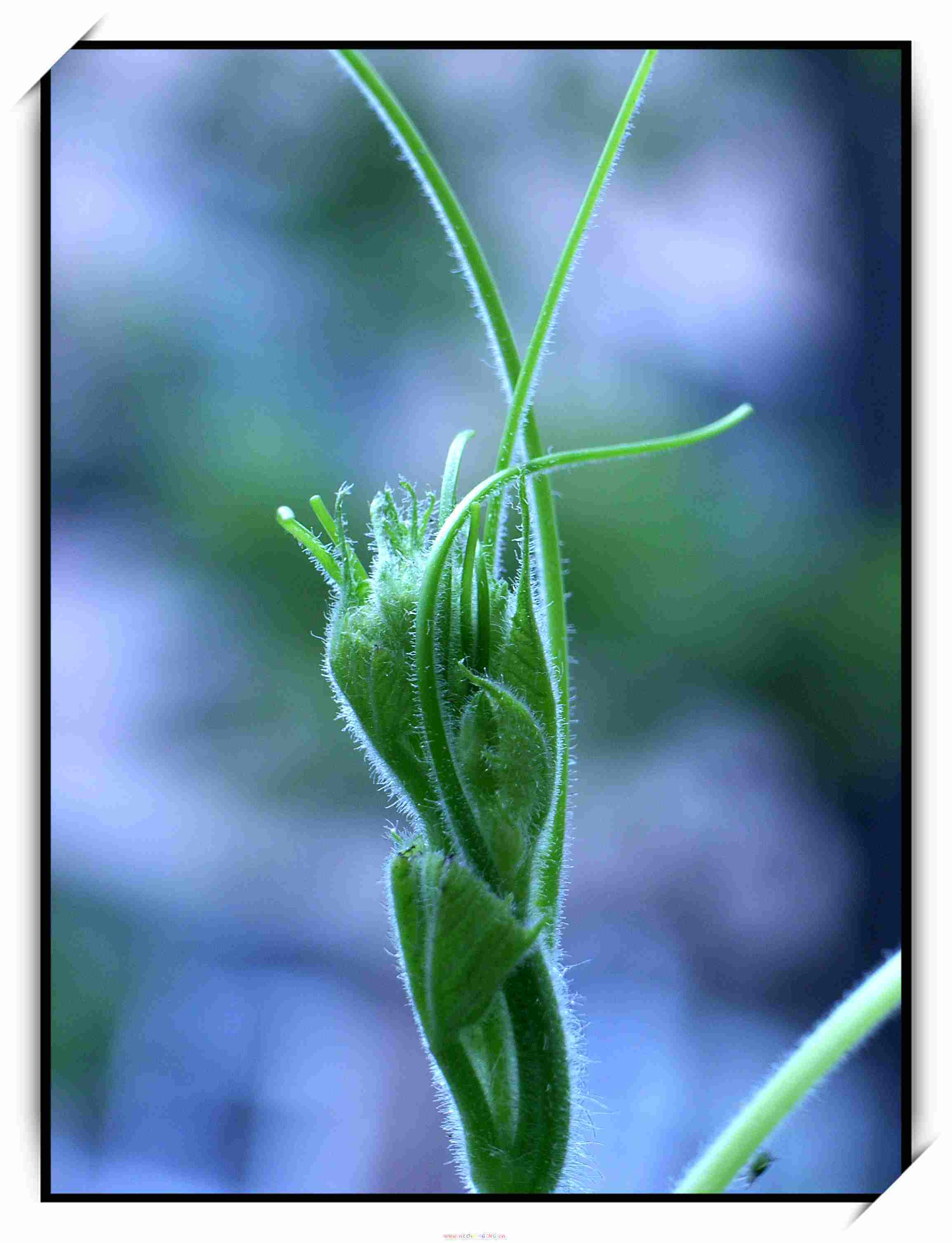 葫芦花图片_植物根茎的葫芦花图片大全 - 花卉网