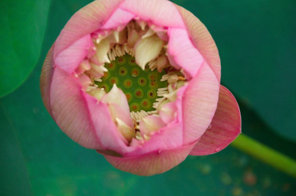 水蜜桃水肥一体化的好处和一亩地造价?