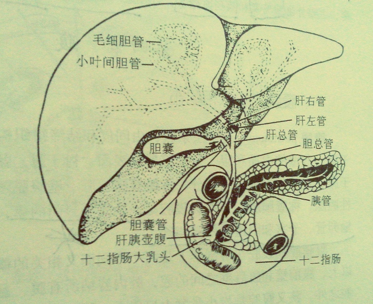 肝外胆道图册_360百科