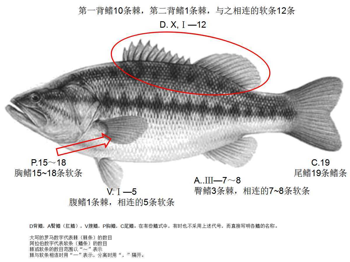 鱼鳍图册_360百科