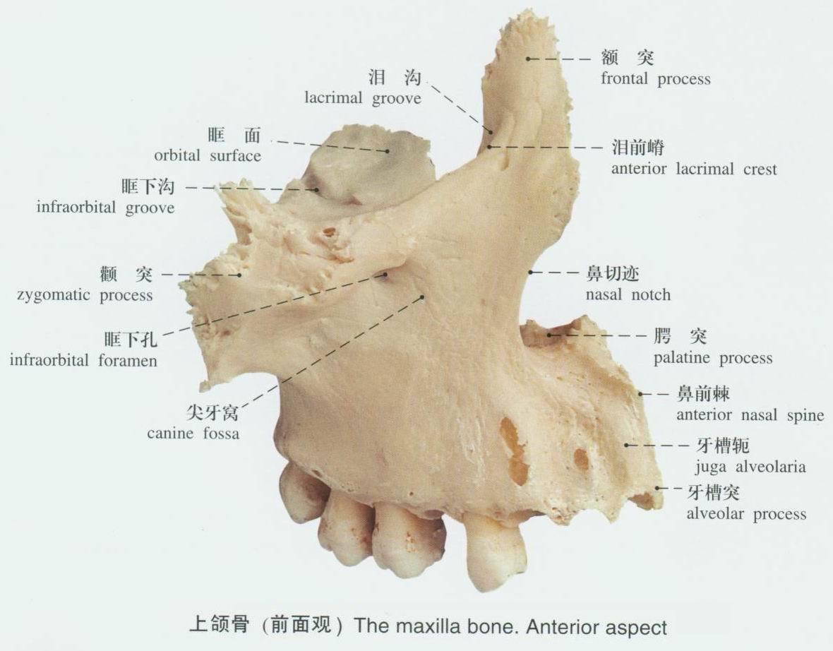 上颌6的解剖形态图片图片