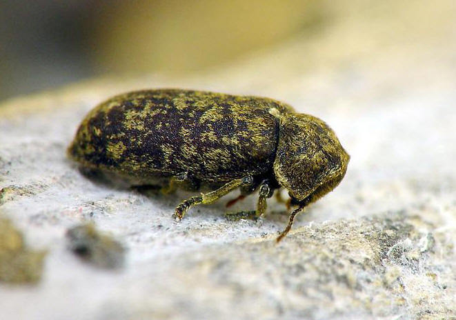 窃蠹 (林学 名词)