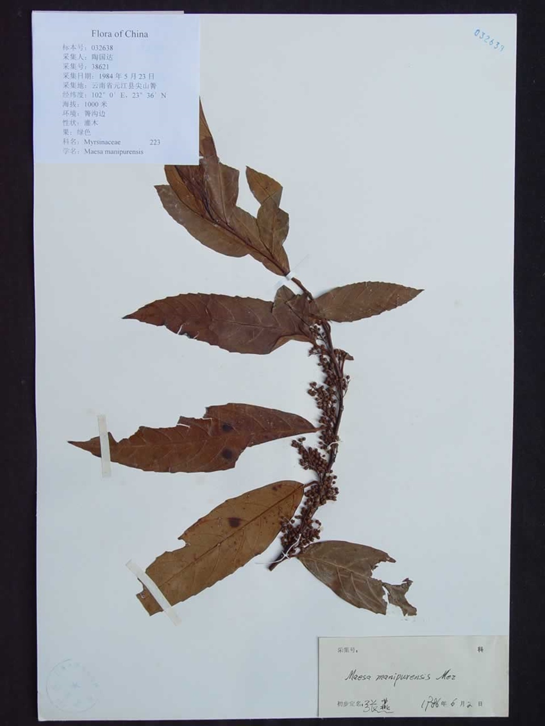科学网—20200107——杜茎山（Maesa japonica (Thunb.) Moritzi. ex Zoll.） - 栗茂腾的博文