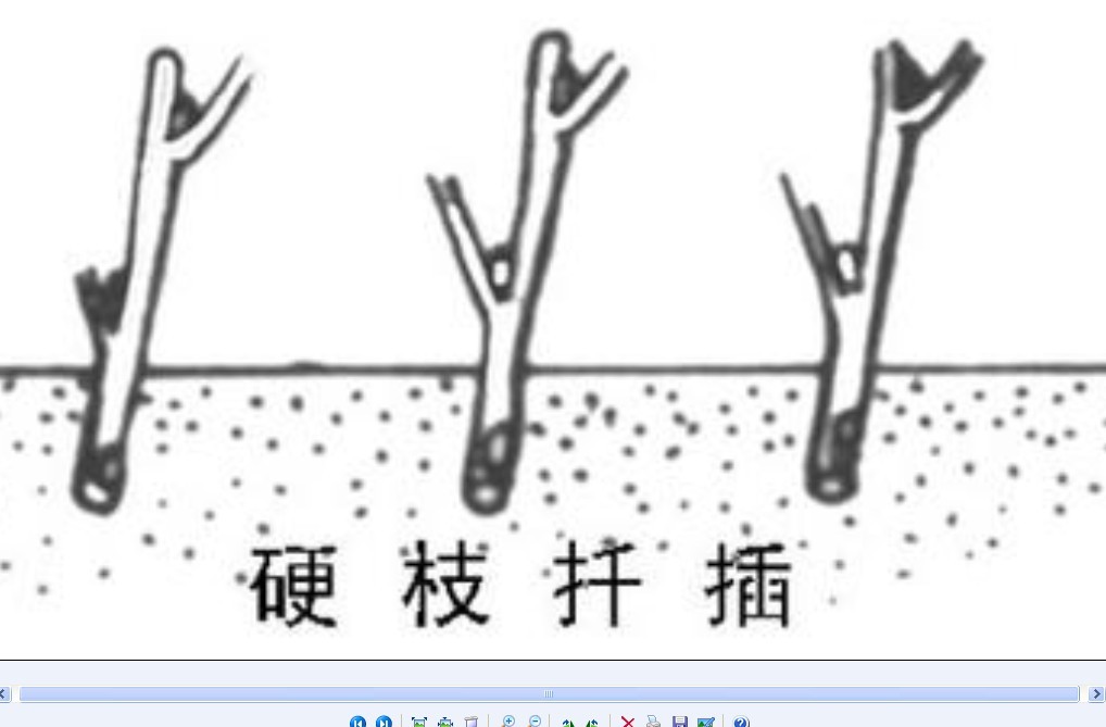 硬枝扦插_360百科