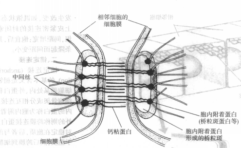 在桥位处两个细胞质膜之间隔有宽约 250?