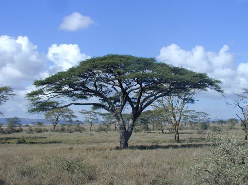 热带稀树草原气候图片