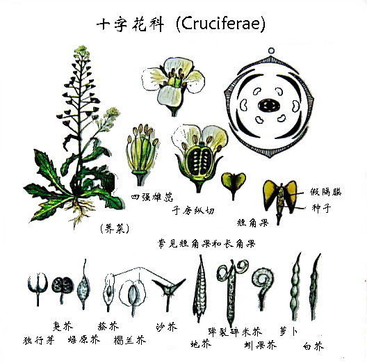 十字花科图册_360百科
