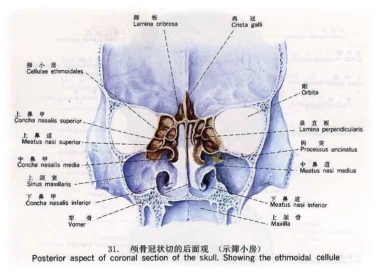 鼻甲3d构造图图片