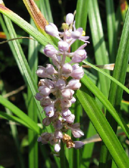 沿阶草图册_360百科