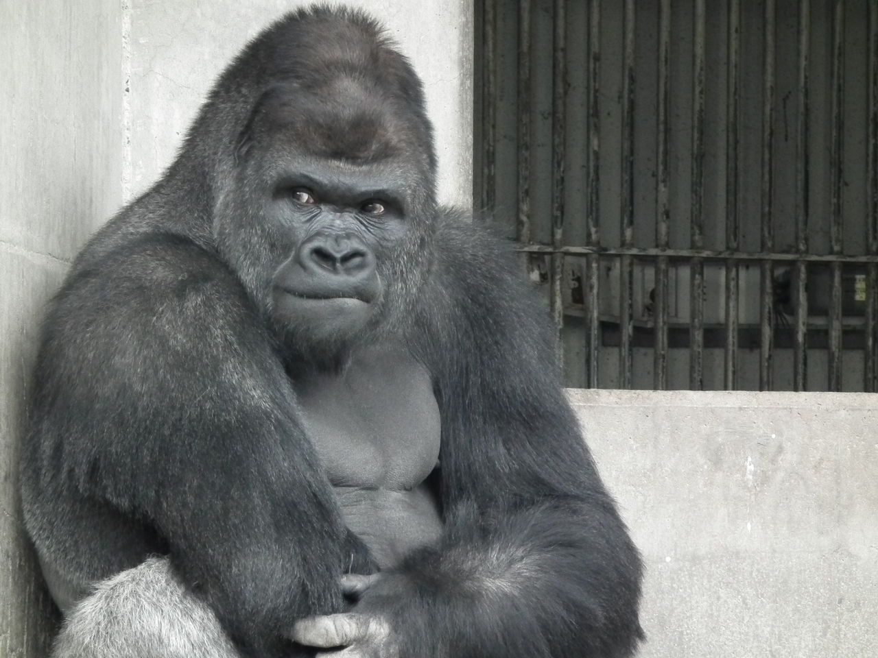 🔥 Free download Funny Gorilla wallpaper for desktop Funny Animal ...