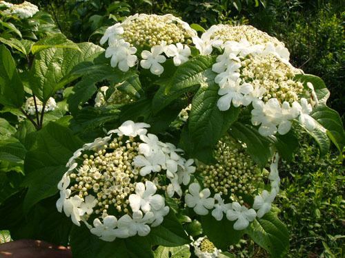 五福花科_360百科