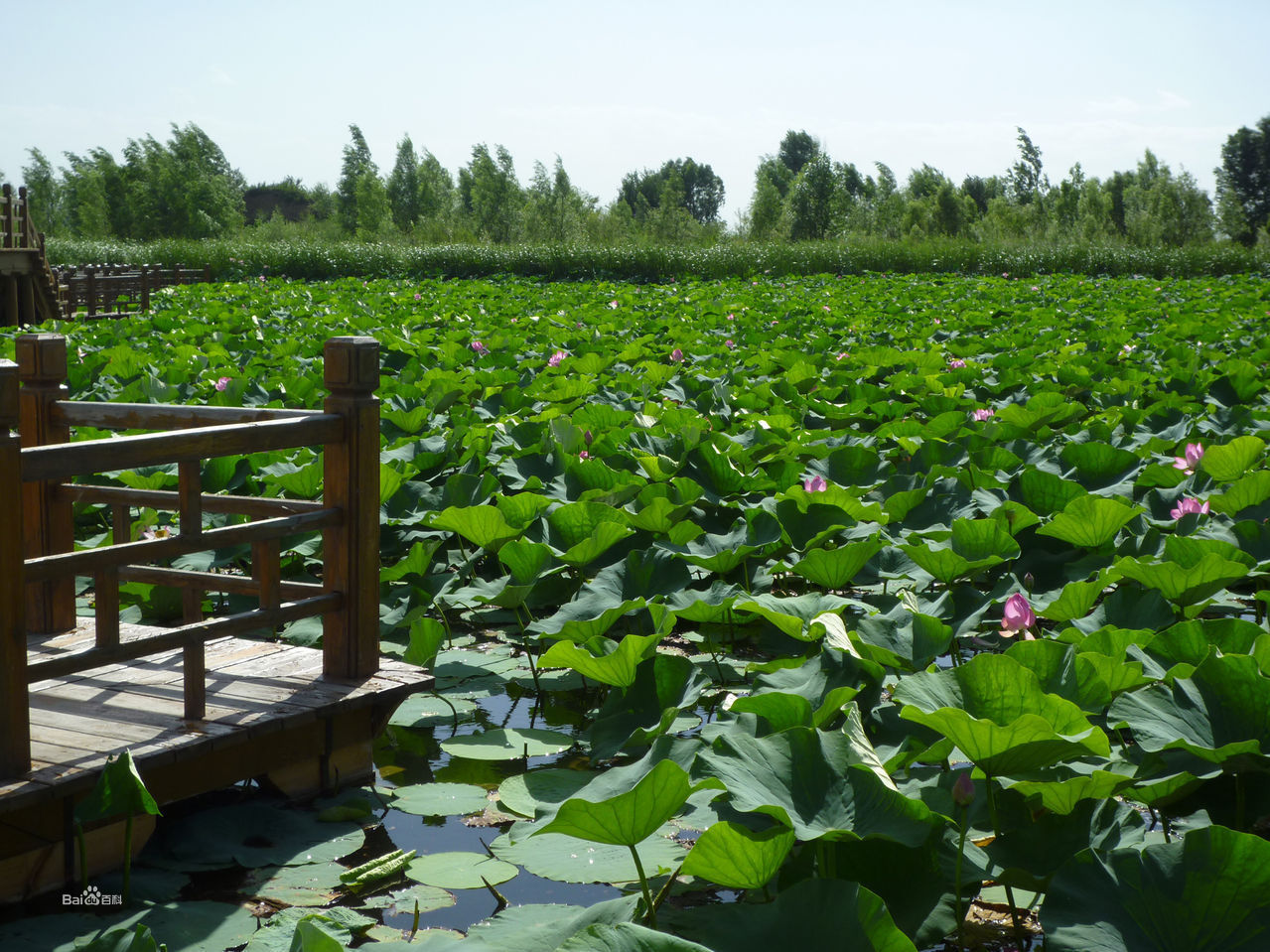 北京十大湿地公园图片