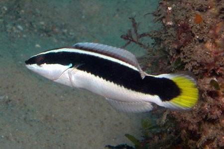 鱼,生物学分类:动物界-脊索动物门-辐鳍鱼纲-鲈形目-隆头鱼科-盔鱼属