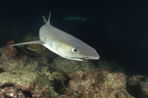 白鳍半皱唇鲨 | hemitriakis leucoperiptera(动物 | 板鳃亚类)