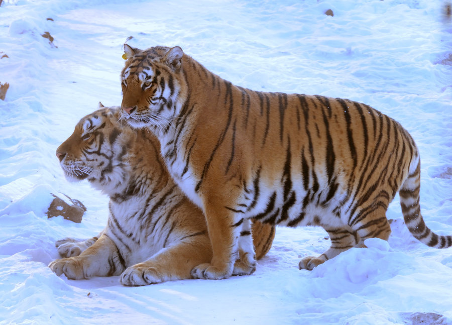 东北虎图册_360百科