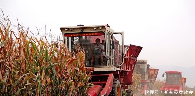 玉米现在什么价格了