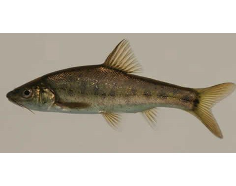 侧条金线鲃 | sinocyclocheilus lateristritus(动物)