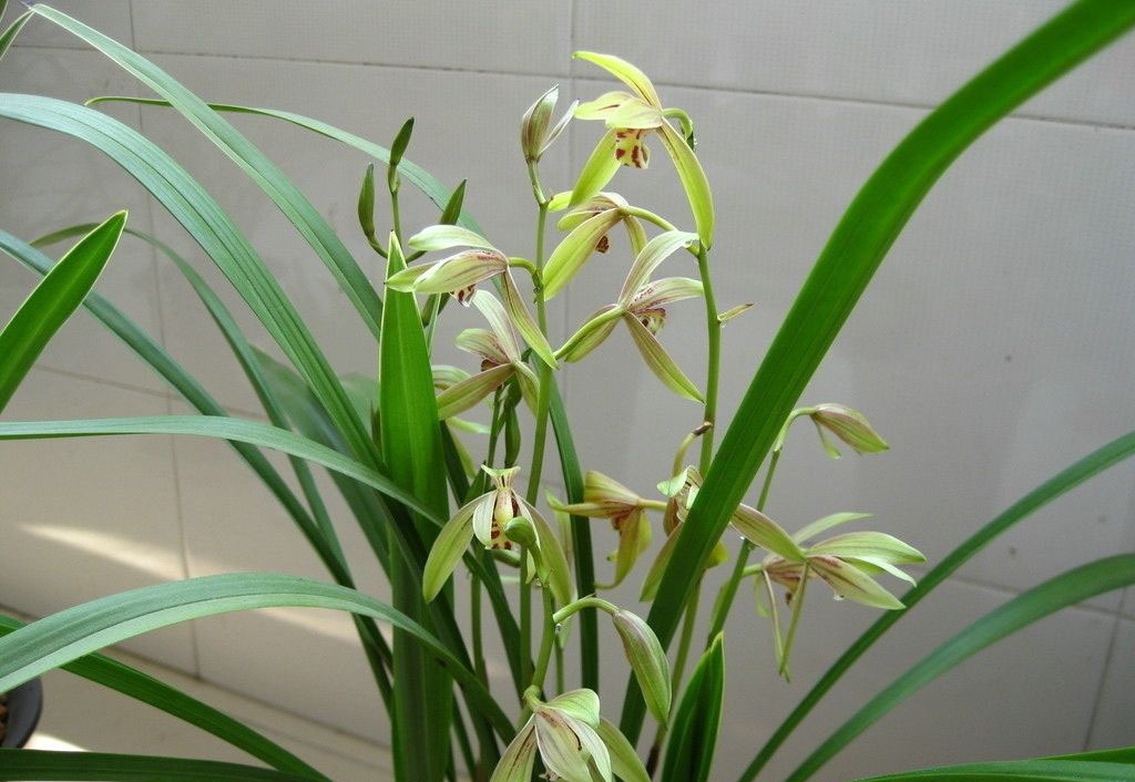 上一图册广告 - 买建兰红素上万能的淘宝!优享品质,惊喜价格!