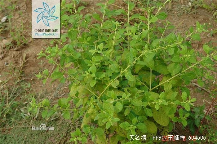 天名精_360百科