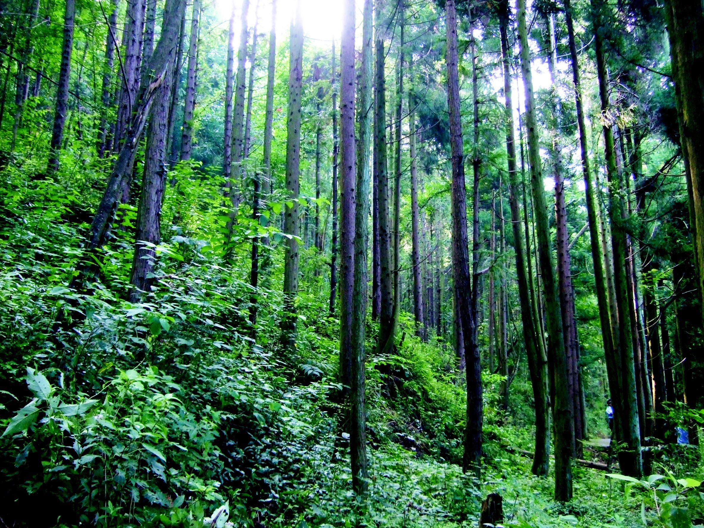 2015“中林杯”国家森林公园风光摄影大赛之优秀奖 - 自然之声