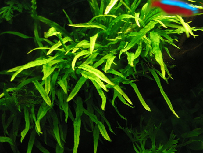 细叶铁皇冠_360百科