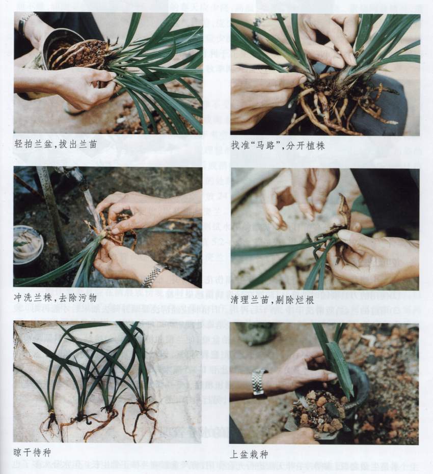 分株繁殖_360百科