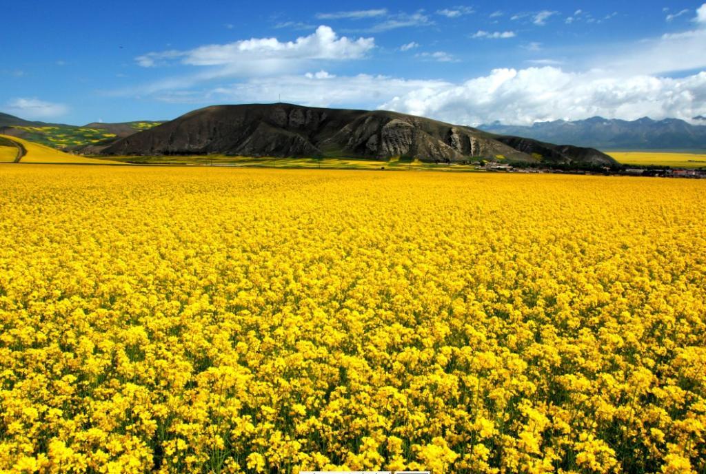 Menyuan Rape Flower