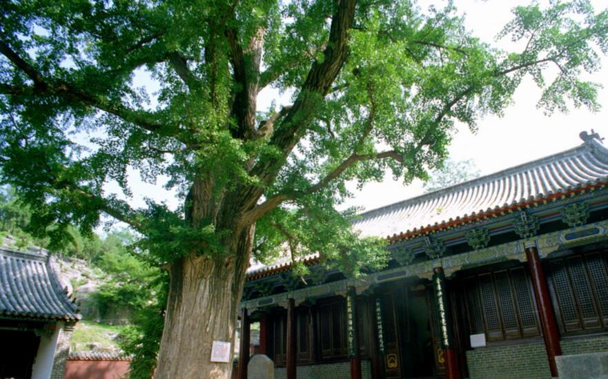青檀_360百科