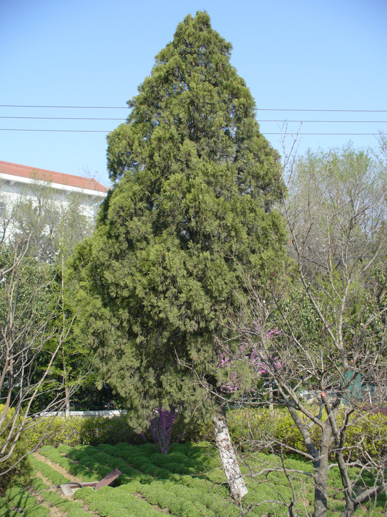 侧柏属_360百科