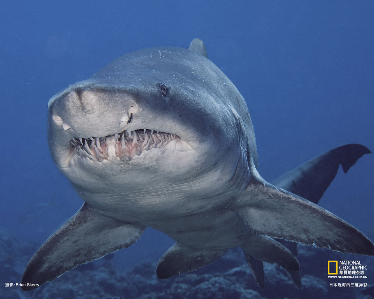 “史上最凶悍生物”巨齿鲨为何灭绝了？_大白鲨