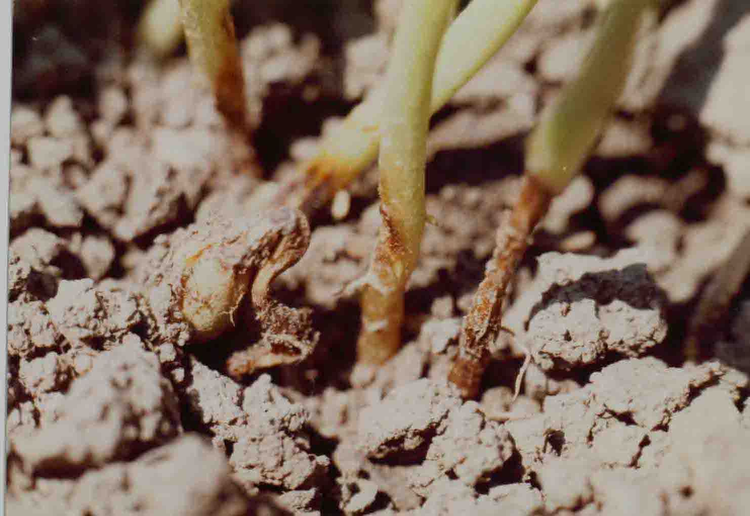 葫芦茎基腐病-瓠子南瓜葫芦病虫害防治-图片