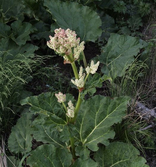 山大黄(华北大黄) - 求真百科