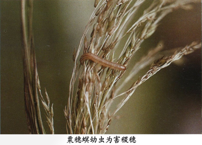 粟穗螟图册_360百科