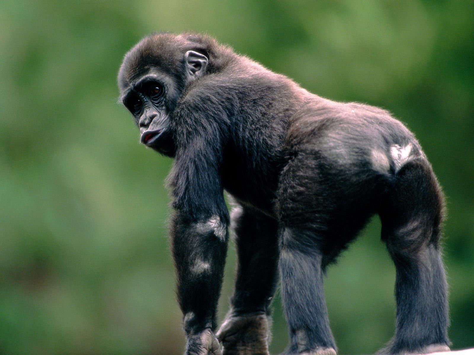 【可爱的小黑猩猩摄影图片】生态摄影_太平洋电脑网摄影部落