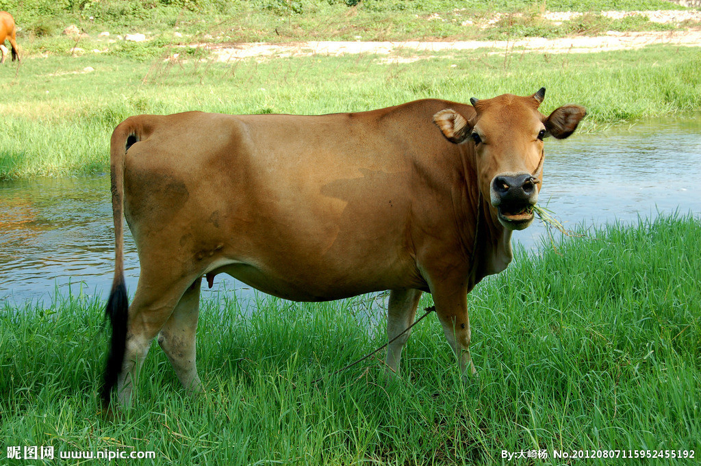牧兵