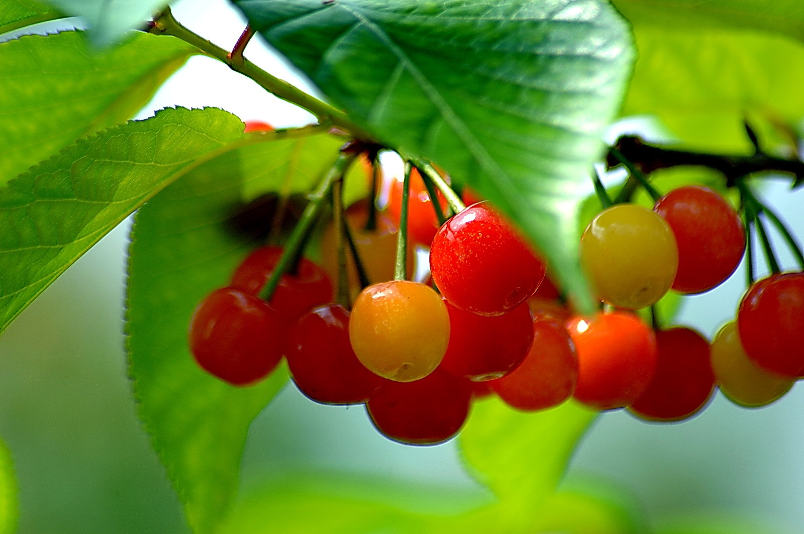美国加州樱桃季即将启动 产量预计增至700-750万箱 | 国际果蔬报道