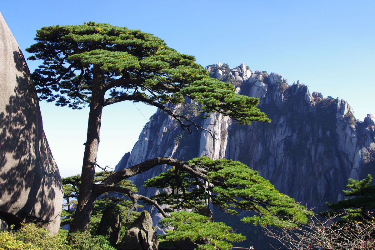 黄山十大名松图册_360百科