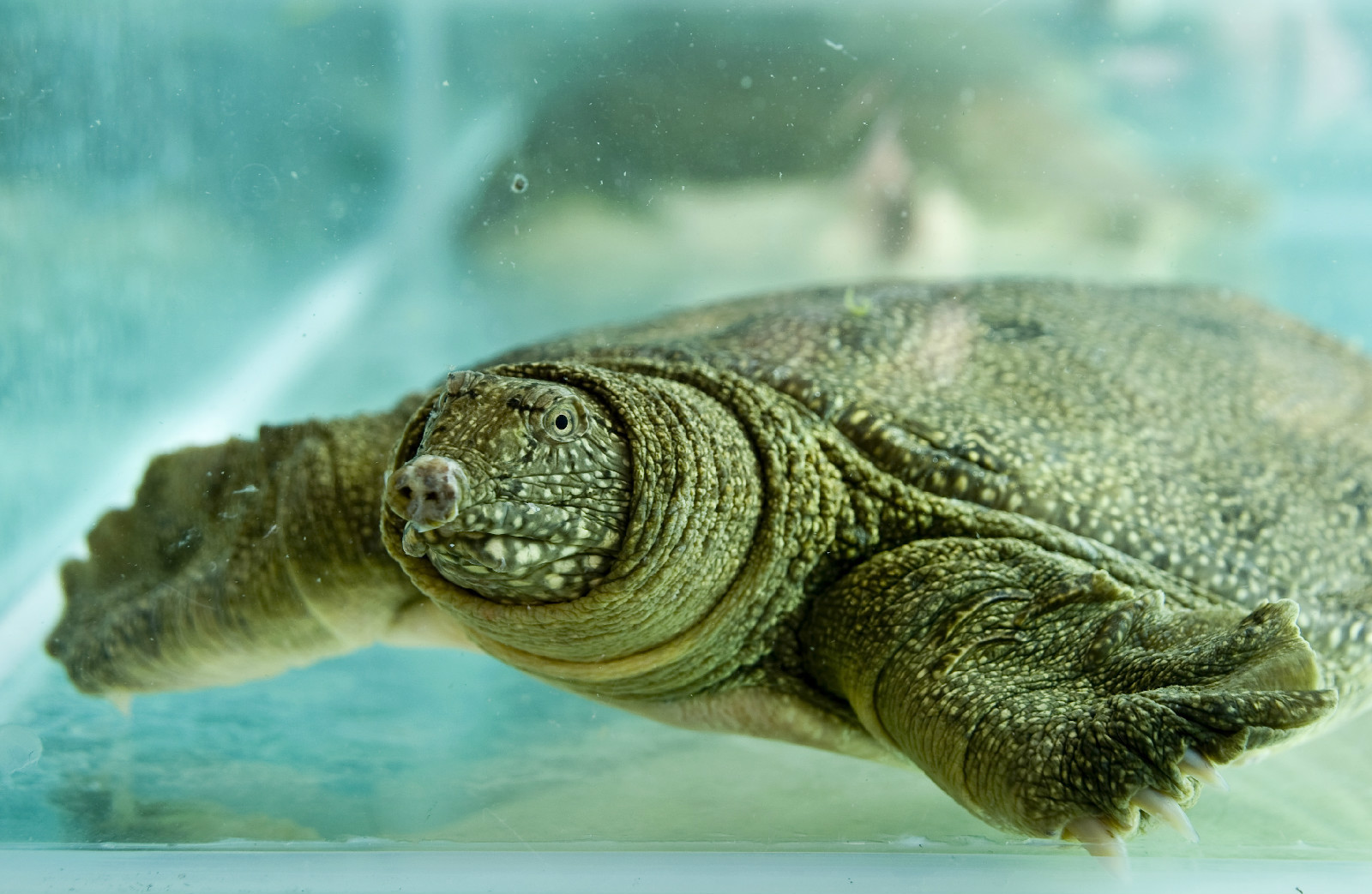 世界海龟日——关注海龟，保护古老的海洋精灵|珠海长隆海洋王国官方网站|珠海长隆度假区