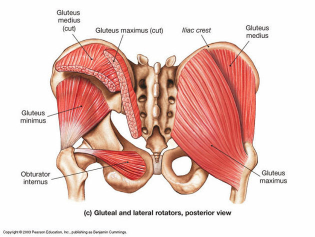 gluteus medius图片