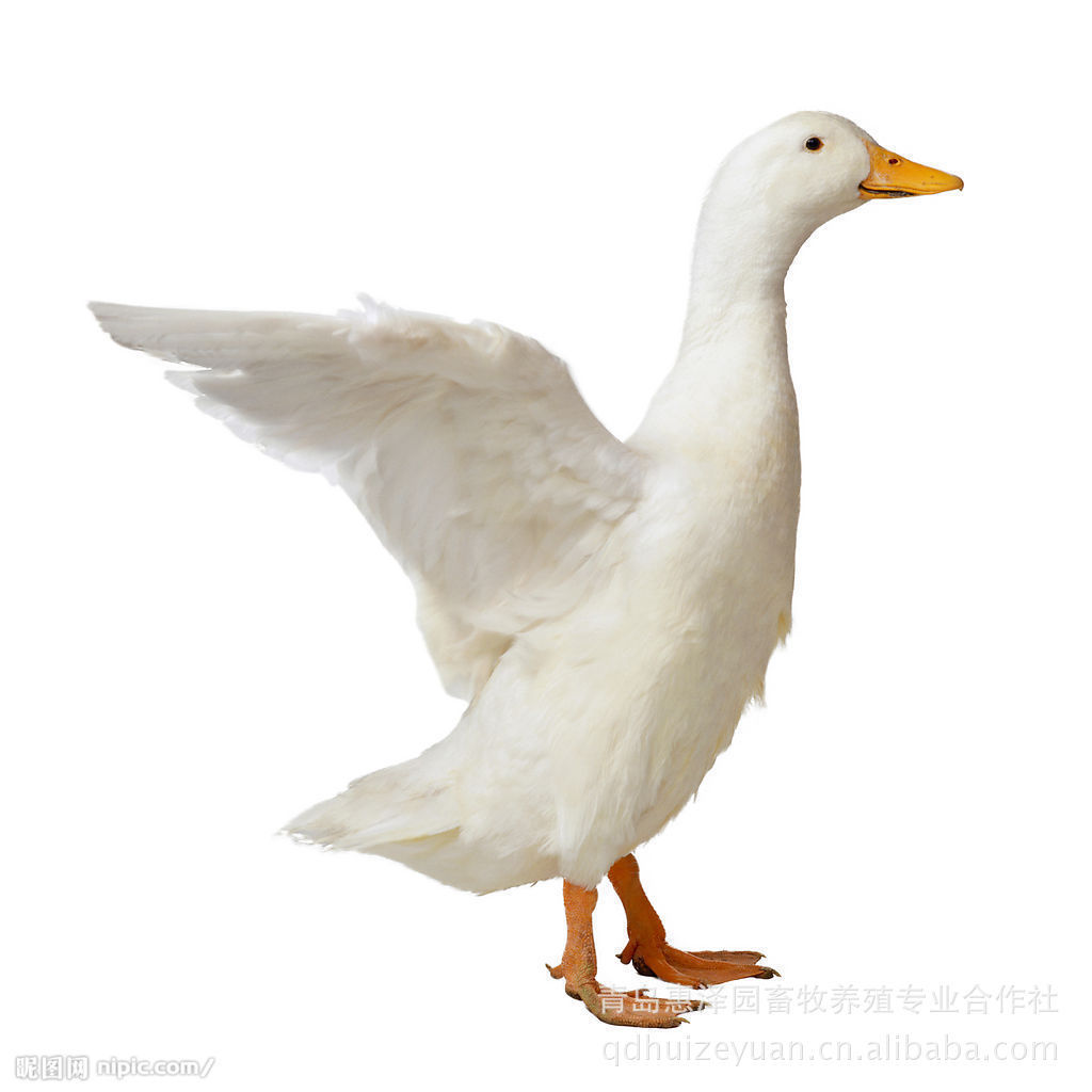 雏鸭,小鸭可爱壁纸_动物_太平洋科技