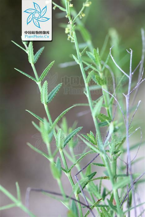 黄花小二仙草 求真百科